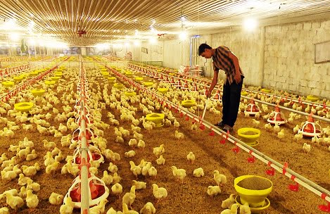 Khắc phục sự cố mất điện cho trang trại bằng máy phát điện công nghiệp